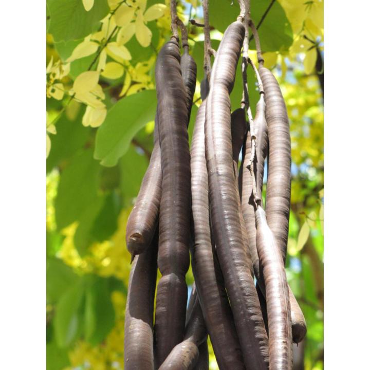 املتاس - Golden Rain Tree - Amaltas /Ambaltas - 100 Grams