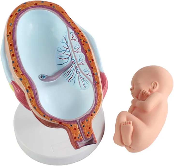 Fetus%20Development%20Model,Models%20Of%20Stages%20Of%20Pregnancy%20And%20Embryonic%20Development%20Pregnancy%20Fetus%20Model%20Teaching%20Equipment%20Set%20Of%208%20Models%20-%20Image%206