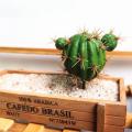 1Pc Foam Artificial Cactus Succulent Plant Bonsai Office Desk Home Party Decor. 