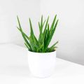 Aloevera Rooted Live Plant Without Pot | Fresh & Healthy Antibacterial Mini Plant. 