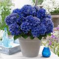 Hydrangea Dark Blue Flower Seeds. 