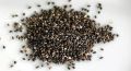 CHIA SEEDS ( تخم شربتی Tukhm e Sharbati چیا سیڈز Salvia Hispanica L. ) (100-g Packing). 