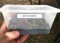 Cactus Seeds With Germination Kit Guaranteed Result. 