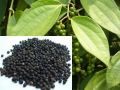 Black Pepper Whole / Kali Mirch Sabut Great Quality 1kg. 