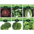 PACK OF 6 PACKET BROCCOLI, ICE BERG, PAK CHOI GREEN & RED SALAD, CHINESE CABBAGE. 