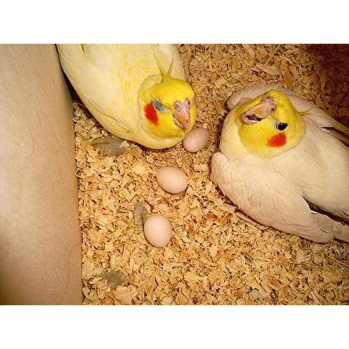 900grams Original Wide Wood Shavings  Lakrhi ka burada (Bura) wood shave bird cages accessories