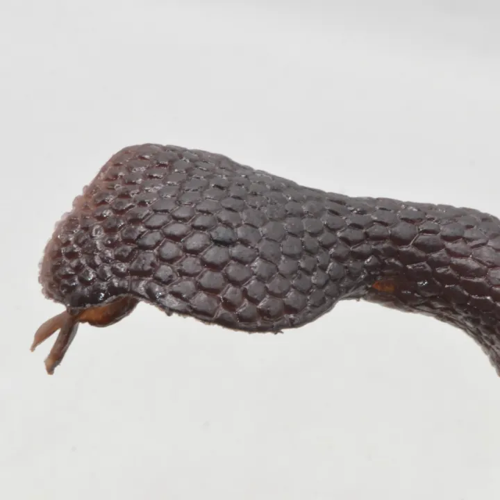 Khanaan%20Realistic%20Rubber%20Snack%20Toys%20-%20Image%202