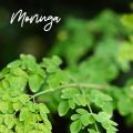 Moringa seeds 20+. 