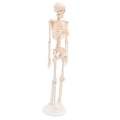 Lab/Medical 85cm Human Body Skeleton Model with Inter vertebral Disc Nerve Laboratory Ornament Anatomy decoration Family. 