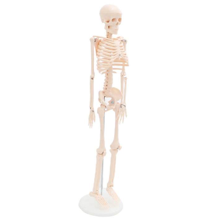 Lab/Medical%2085cm%20Human%20Body%20Skeleton%20Model%20with%20Inter%20vertebral%20Disc%20Nerve%20Laboratory%20Ornament%20Anatomy%20decoration%20Family%20-%20Image%204
