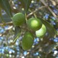 Olive Cerignola Fruit Tree Seeds. 