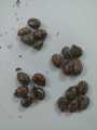 20 Castor oil seeds 100percent germinate for grow caster plant Eranda ( Riccinus communis ) castor beens arand treeuse for many purpose. 