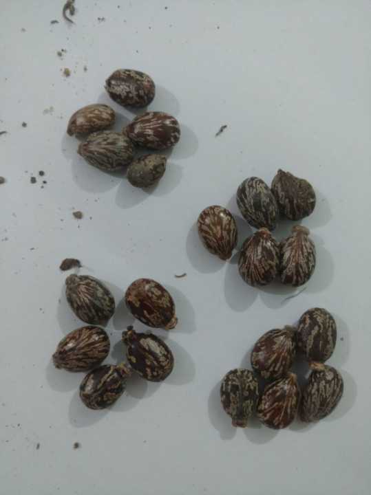 20%20Castor%20oil%20seeds%20100percent%20germinate%20for%20grow%20caster%20plant%20Eranda%20(%20Riccinus%20communis%20)%20castor%20beens%20arand%20treeuse%20for%20many%20purpose%20-%20Image%208