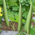 Sponge gourd Seeds  (Ghia Tori Ke Beej)(گھیا توری کے بیج) Desi/Germinated/Best Quality/Fast growing/Excellent Germination/High Quality/Healthy Vegetable Seeds/Vegetable/Home/Kitchen/Gardening seeds/beej/Vegetables Seeds Packe. 