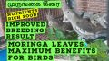 3.5KG Special Treat, Seed Mix Feed with moringa leaves For Large Parrots African Grey Parrot, Macaw, cockatoo Alexandrian parakeet, RAW, Pahari Totta and Other, Parrot Treat & Parrot Blend. 