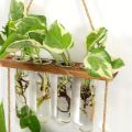 Glass Hanging Planter Terrarium – Hydroponic Test Tube Vase with Wooden Hanger & Rope for Green Plants, Flowers, Home & Office Décor By Padini Collection. 