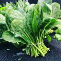 Spanich (Palak) - 250 Plus Seeds By More Green. 