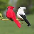 1/2PCS Handicraft Wedding Supply Home Decor Artificial Animal Simulation Parrot Real Feathers Bird Model. 