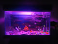 Aquarium LED PINK fish tank Light. length 10 inches. 