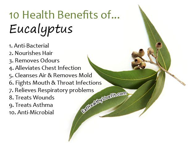 Safaida%20/%20Safeda%20/%20Eucalyptus%20Tree%20Seeds%20High%20Germination%20Rate%20-%20Image%206