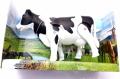 Walking Milk Cow Toys For Kids - Black. 