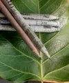 Paper Pencils – Eco-Friendly Plantable Seed Pencils by ReLife | Box of 10 | Recycled Paper | Biodegradable & Tree-Free Writing Pencils. 