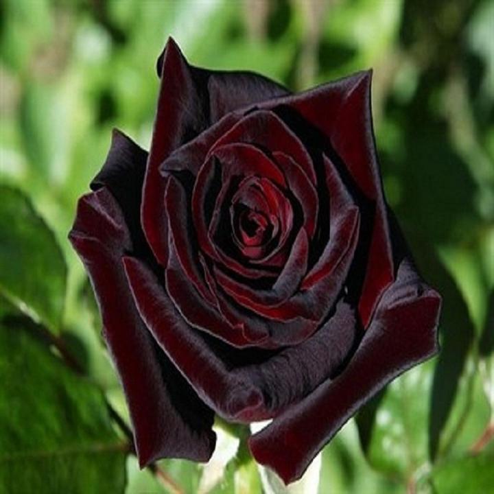 Australian Black Baccara Rose Flower Seeds