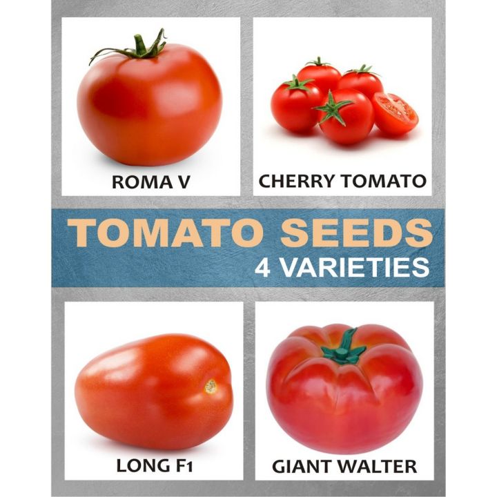 Qty%2040+%20Tomato%20Seeds%204%20Varieties%20Vegetable%20Kitchen%20Gardening%20-%20Image%202
