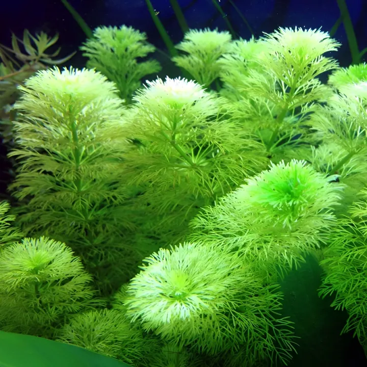 Aqua%20Plant%20World%20-%20limnophila%20sessiliflora%20(Ambulia)%20-%20Live%20Aquatic%20Fast%20Growing%20Plant%20-%204%20Stems%20-%20Image%202