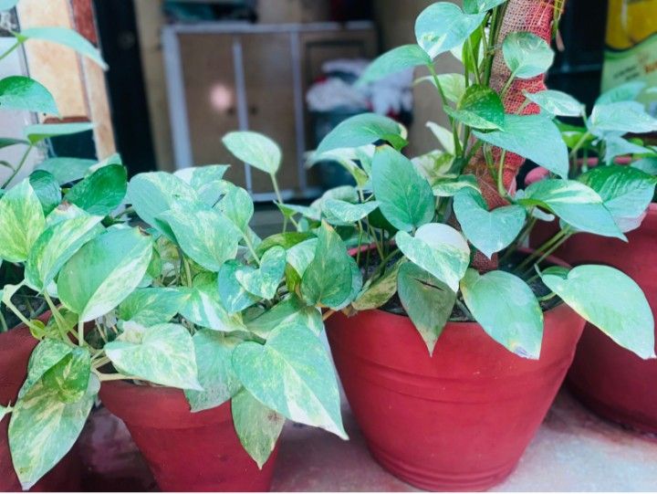 Hi%20Quality%20Red%20Paint%20pigments%20color%20Powder,%20%20for%20Mixing%20in%20wall%20paint,%20oil%20paint,%20distemper,%20Enamel%20paints,%20white%20cement,%20black%20cement,%20wood%20polish,%20tiles%20grout,%20stone%20grouting,%20marble%20grouting,%20Colour%20concrete,%20Rock%20Wall,%20Arts%20and%20crafts%20DIY%20-%20Image%204