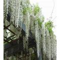 Unique Bonsai White Wisteria Tree Seeds. 