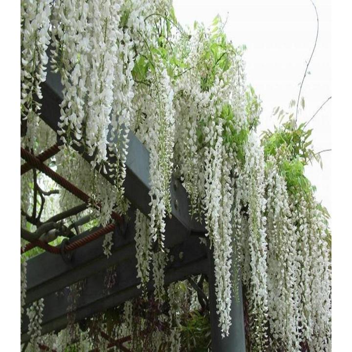 Unique Bonsai White Wisteria Tree Seeds