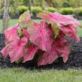 Pink Hosta Plant Seeds. 