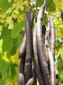 Amishi Amaltas Phali | Pudding Pipi Tree | Cassia Fistula 100 gm. 