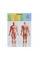 The human body science and nature Educational toy for kids 10 body parts with a stand. 