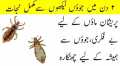 Anti Lice Hair Oil 100%  Tara Mera Oil - Jhamba Hair Oil - Bitter Mustard Oil - Herbal Hair Oil - Remove Head Lice and Eggs  - Makes Hair Strong and Long - Long Hairs Hair Oil - 250ml For Kids and Adults. 