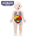 Hands-on Anatomy Learning Kit Interactive Human Body Model Kit Educational Diy Toy with 11 Analysis Cards Ideal for Students Accessories Included Diy Human Organ Model. 