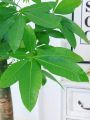 High Quality Bonsai Seeds (2pcs/bag) Pachira Tree Seeds for Sale Pachira Dwarf Money Tree Plant Seeds Lucky Plant Pachira Aquatica Tree Seeds for Planting Indoor Ornamental Plants Air Plants Real Live Plants for Sale Easy Planting Home Garden Decoration. 