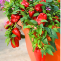 Bell Pepper,Capsicum,Shimla Mirch,Rainbow Blend Sweet Delicious Large Bell Peppers,Imported from CALIFORNIA Big Red Color Horizon Seeds, Heirloom Non-GMO Variety, for Starting Indoors and Outdoor Vegetable Garden by GREEN GOLD 10 Seeds.. 
