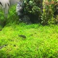 Dwarf Baby Tears Aquarium Plant Seeds. 