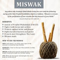 AL khair Olive (Zaitoon) Regular Miswak - Pack of 4 | Organically Grown | Oral Care. 