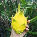 Aussie Gold Dragon Fruit Plant (Yellow Dragon , Fruit cactus) Original Plant With Gold Fruit About 2 Feet Without Gamla Sweet Fruity Plant Best Quality Live Plant With Oxygen Bomb Plant Indoor & Outdoor Home Gardening & Healthy Plant. 