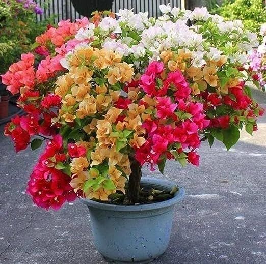 Bougainvillea Garden-Plant |Best for Seed Garden & Home Decoration|