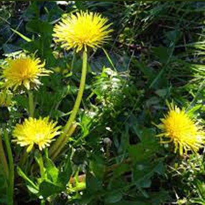 Dandelions organic Seeds Taraxacum