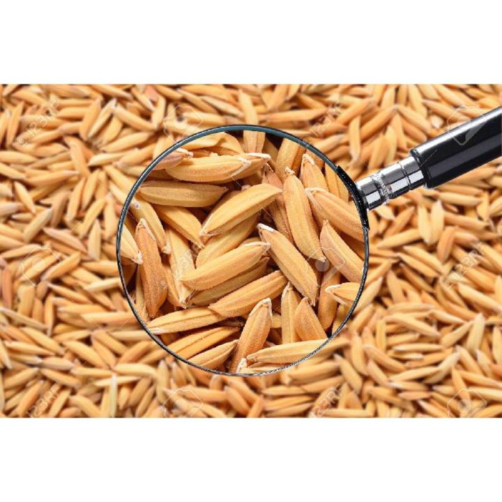 White Organic Paddy Seeds moonji 1000gms