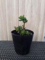 Set Of 30 - Plastic Seedling Pots For Cactus Succulent Flower Plants Pot. 