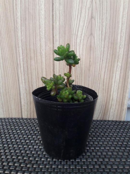 Set%20Of%2030%20-%20Plastic%20Seedling%20Pots%20For%20Cactus%20Succulent%20Flower%20Plants%20Pot%20-%20Image%202