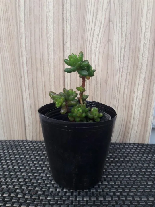 Set%20Of%2030%20-%20Plastic%20Seedling%20Pots%20For%20Cactus%20Succulent%20Flower%20Plants%20Pot%20-%20Image%202