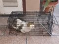 Large Cat Catching Cage Reusable Animal. 