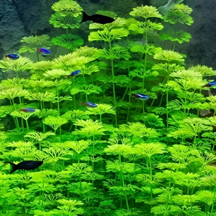 Aqua%20Plant%20World%20-%20limnophila%20sessiliflora%20(Ambulia)%20-%20Live%20Aquatic%20Fast%20Growing%20Plant%20-%204%20Stems%20-%20Image%204